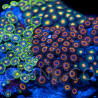 Zoanthus sp. Zoa Garden WYSIWYG XII