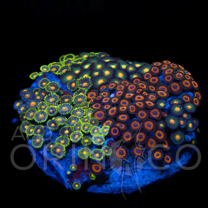 Zoanthus sp. Zoa Garden WYSIWYG XI