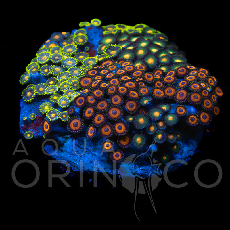 Zoanthus sp. Zoa Garden WYSIWYG XI