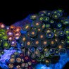 Zoanthus sp. Zoa Garden WYSIWYG XIII