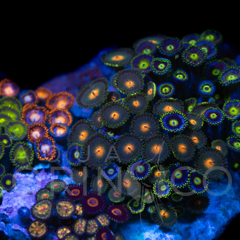 Zoanthus sp. Zoa Garden WYSIWYG XII