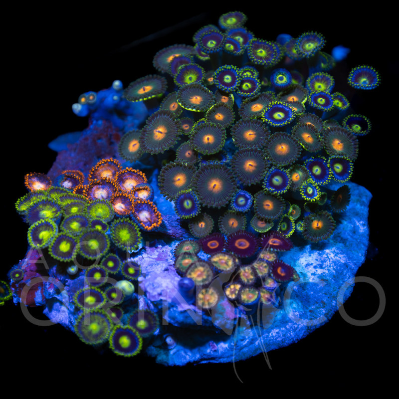Zoanthus sp. Zoa Garden WYSIWYG XII