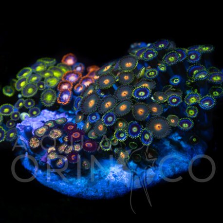 Zoanthus sp. Zoa Garden WYSIWYG XII