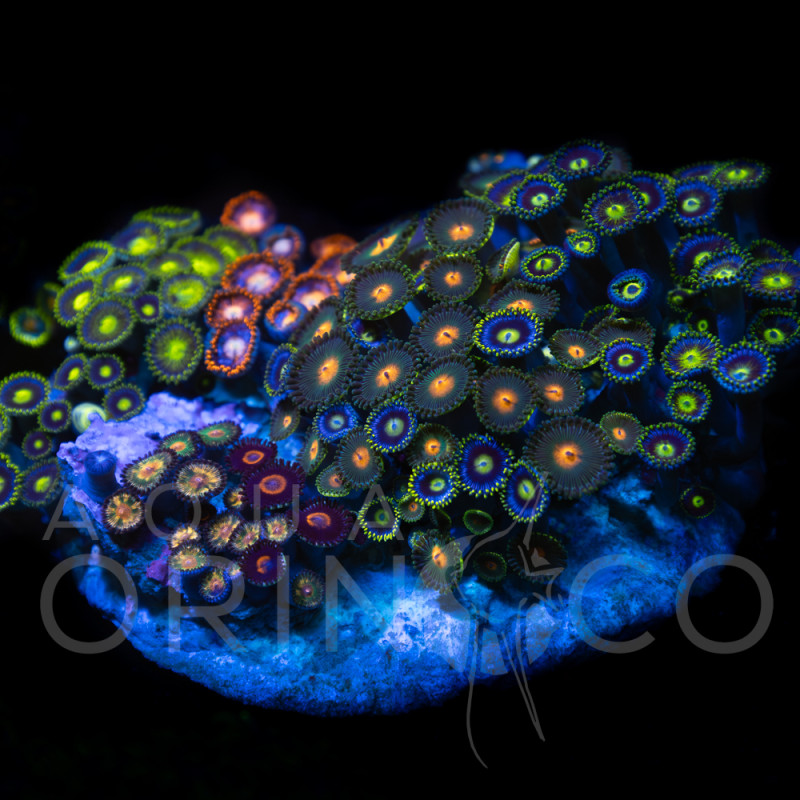 Zoanthus sp. Zoa Garden WYSIWYG XII