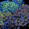 Zoanthus sp. Zoa Garden WYSIWYG XIV
