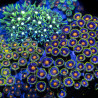 Zoanthus sp. Zoa Garden WYSIWYG XIV