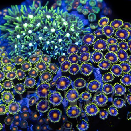 Zoanthus sp. Zoa Garden WYSIWYG XIV