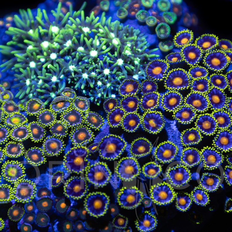 Zoanthus sp. Zoa Garden WYSIWYG XIV