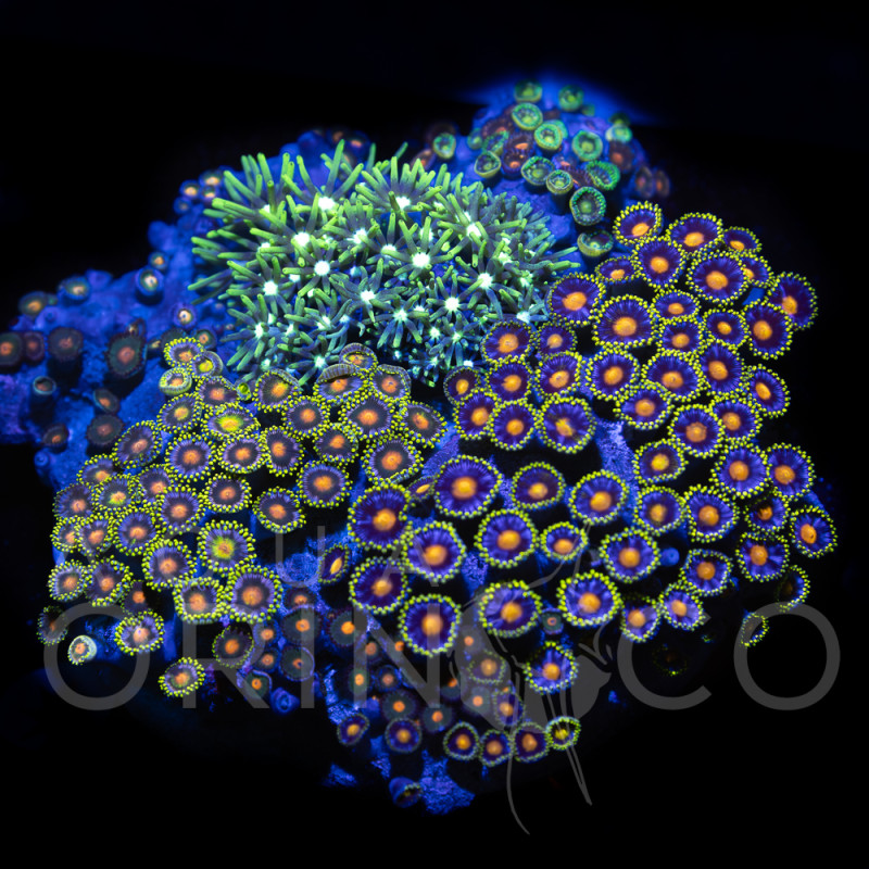 Zoanthus sp. Zoa Garden WYSIWYG XIV