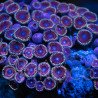 Zoanthus sp. Zoa Garden WYSIWYG XV