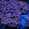 Zoanthus sp. Zoa Garden WYSIWYG XV