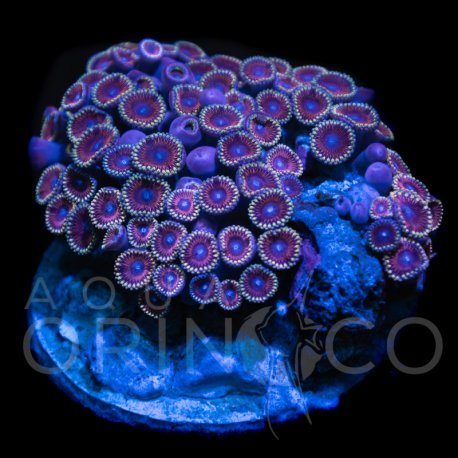 Zoanthus sp. Zoa Garden WYSIWYG XV