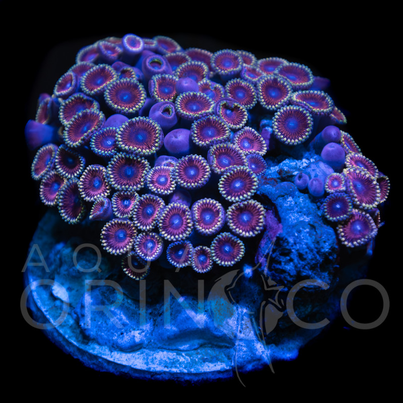 Zoanthus sp. Zoa Garden WYSIWYG XV