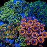 Zoanthus sp. Zoa Garden WYSIWYG XVI