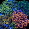 Zoanthus sp. Zoa Garden WYSIWYG XVI