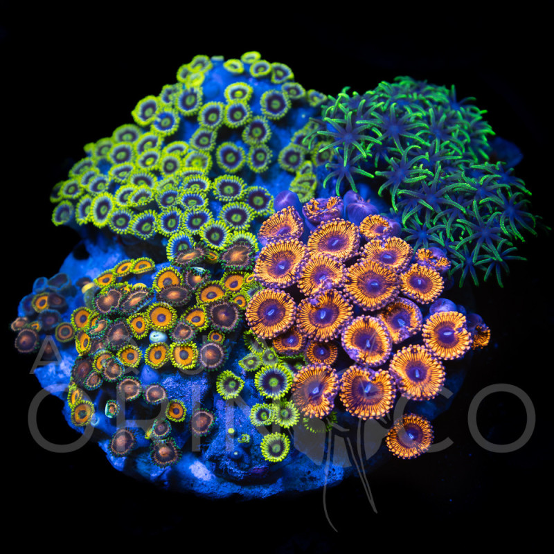 Zoanthus sp. Zoa Garden WYSIWYG XVII