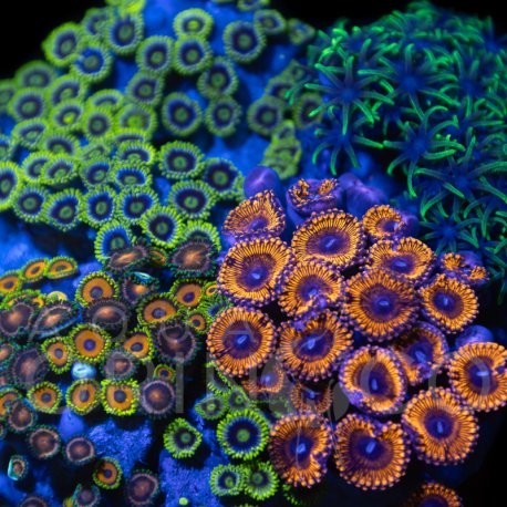 Zoanthus sp. Zoa Garden WYSIWYG XVII