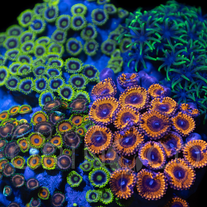 Zoanthus sp. Zoa Garden WYSIWYG XVII