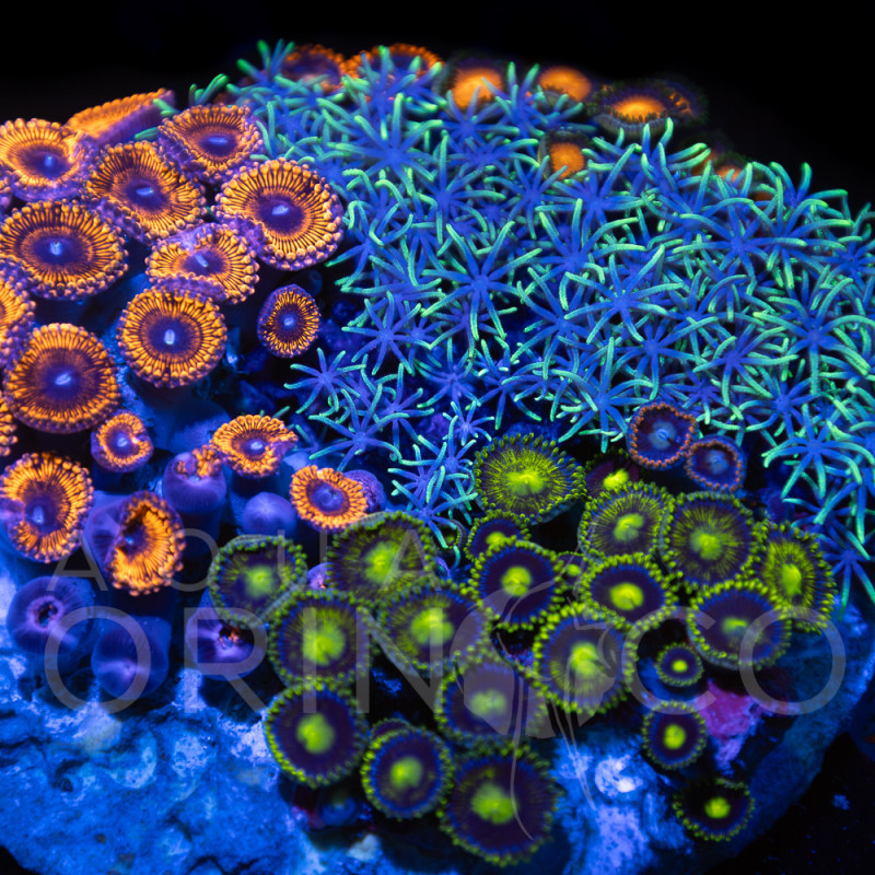 Zoanthus sp. Zoa Garden WYSIWYG XVIII