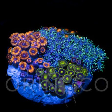 Zoanthus sp. Zoa Garden WYSIWYG XVIII