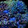 Zoanthus sp. Zoa Garden WYSIWYG XIX