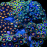 Zoanthus sp. Zoa Garden WYSIWYG XIX
