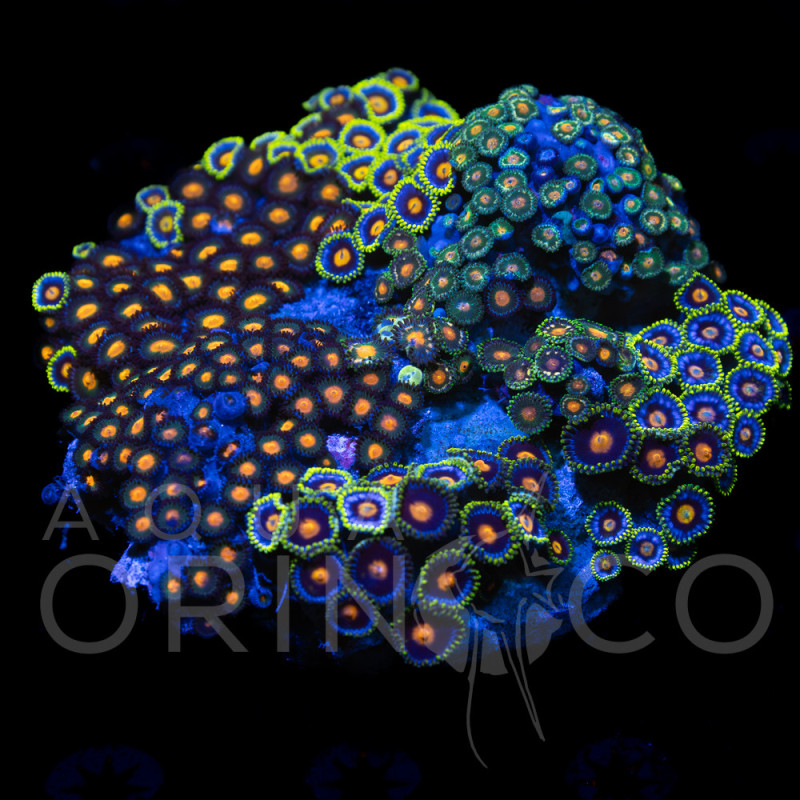 Zoanthus sp. Zoa Garden WYSIWYG XVIII