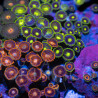 Zoanthus sp. Zoa Garden WYSIWYG XX