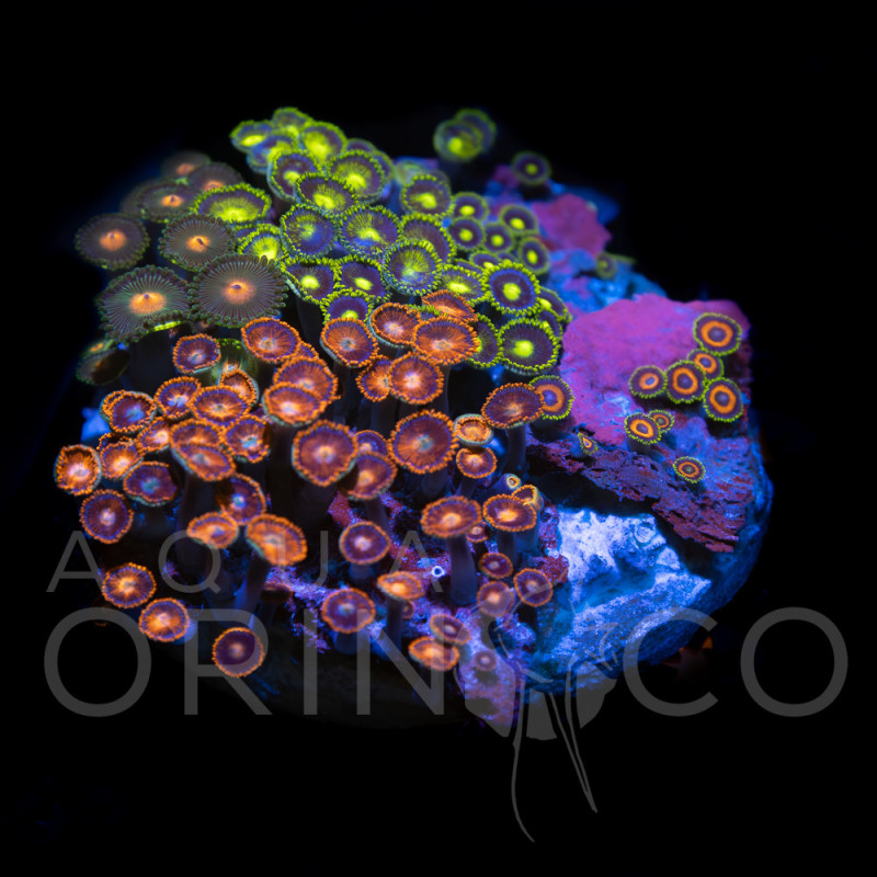Zoanthus sp. Zoa Garden WYSIWYG XX