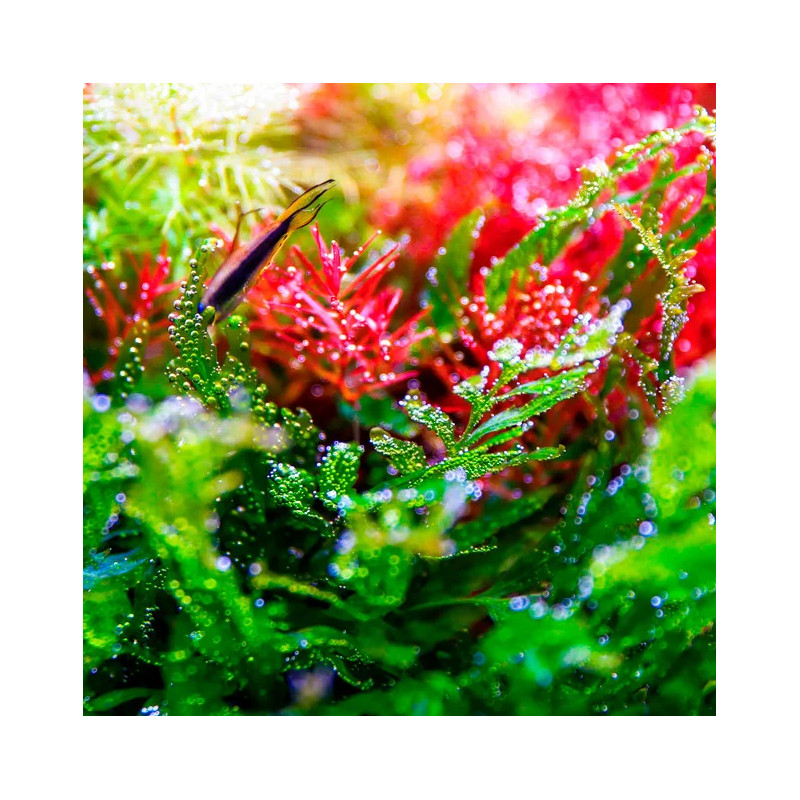 Twinstar Light V 600S Twinstar Light V 600S