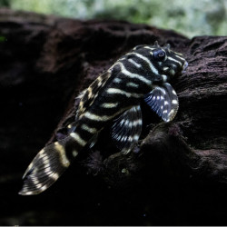L129 Hypancistrus debilittera L129 Hypancistrus debilittera