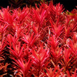 Rotala sp. Yao-Yai Rotala sp. Yao-Yai