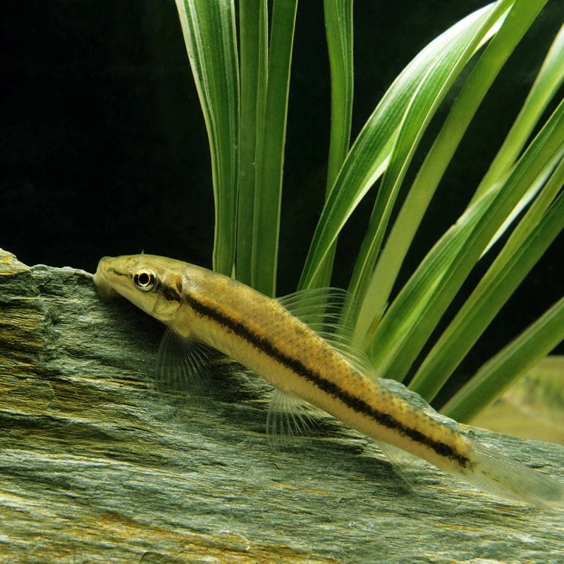 GYRINOCHEILUS AYMONIERI GYRINOCHEILUS AYMONIERI