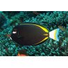 Acanthurus nigricans - Goldrim Whitecheek Tang