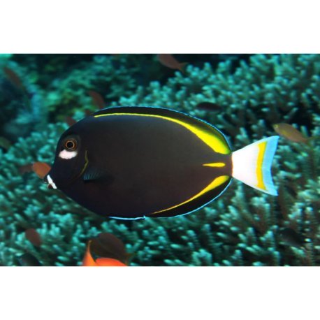 Acanthurus nigricans - Goldrim Whitecheek Tang