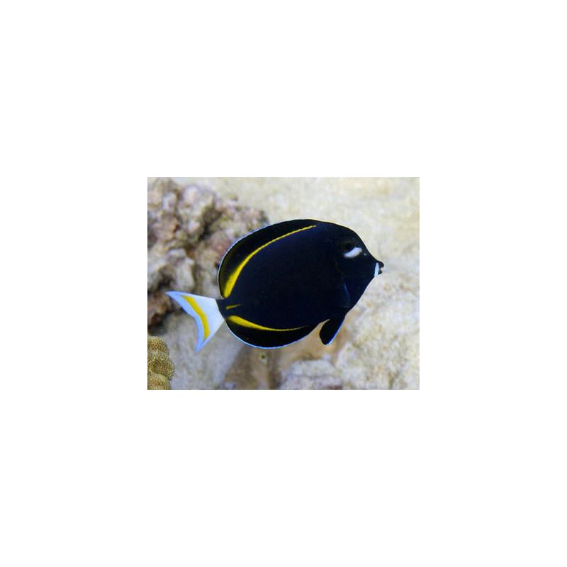 Acanthurus nigricans - Goldrim Whitecheek Tang