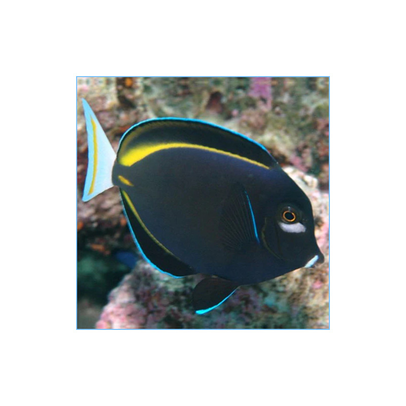 Acanthurus nigricans - Goldrim Whitecheek Tang
