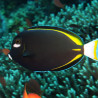 Acanthurus nigricans - Goldrim Whitecheek Tang