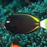 Acanthurus nigricans - Goldrim Whitecheek Tang