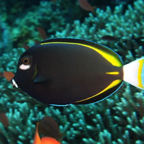 Acanthurus nigricans - Goldrim Whitecheek Tang