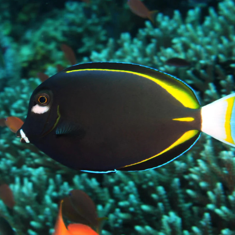 Acanthurus nigricans - Goldrim Whitecheek Tang