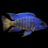 Aulonocara nyassae - Blue Orchid Peacock Cichlid