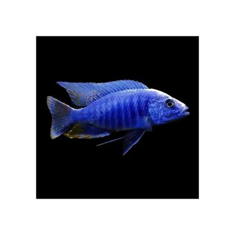 AULONOCARA STUARTGRANTI