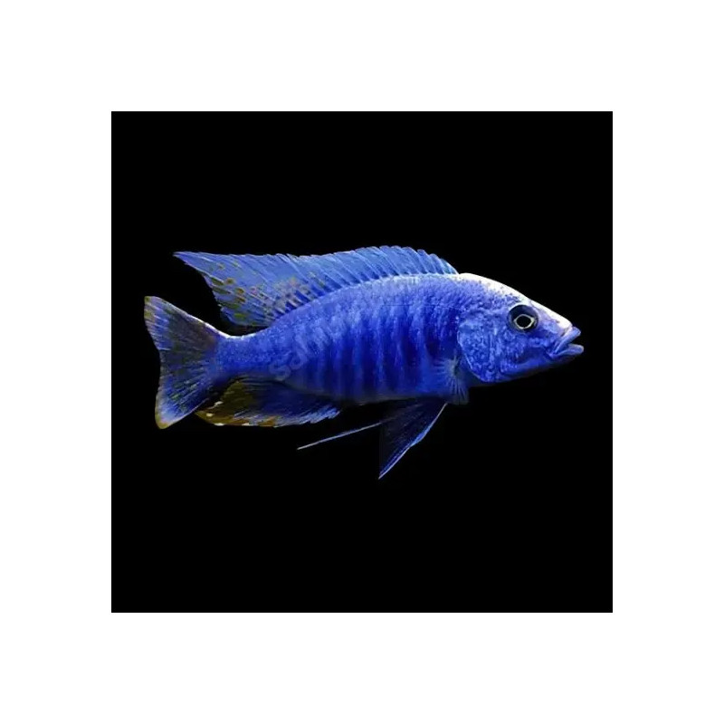 AULONOCARA STUARTGRANTI