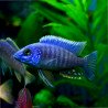 Aulonocara nyassae - Blue Orchid Peacock Cichlid