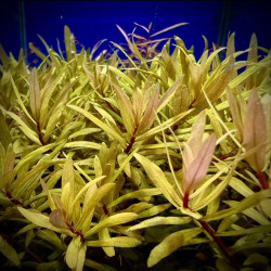 Ammania pedicellata Gold