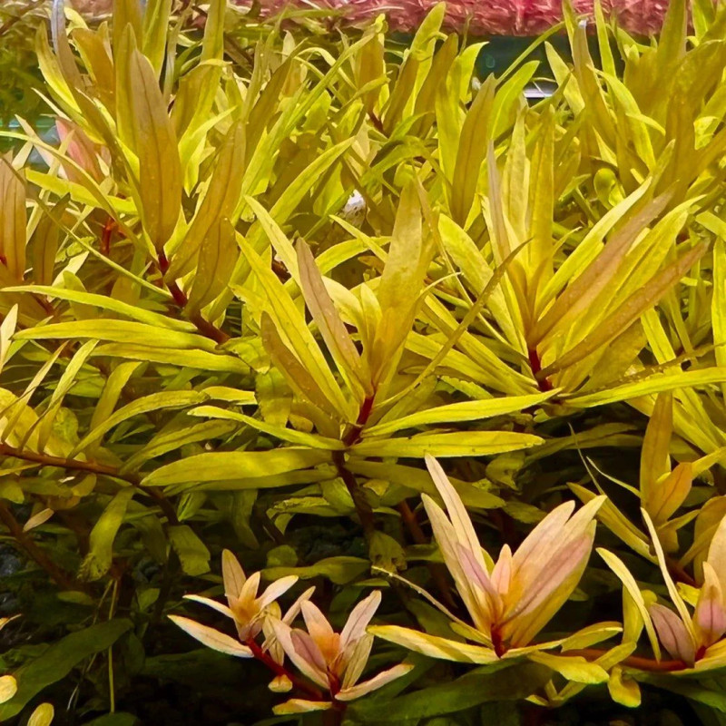 Ammania pedicellata Gold