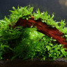 Microsorum pteropus mini