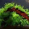 Microsorum pteropus mini