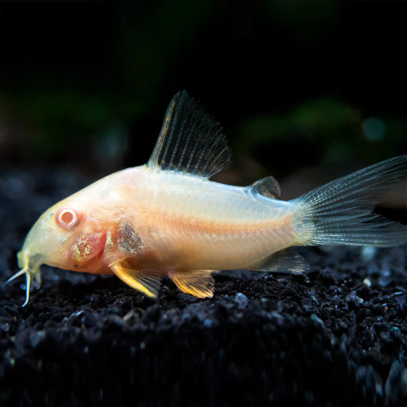 Corydoras sterbai Albino